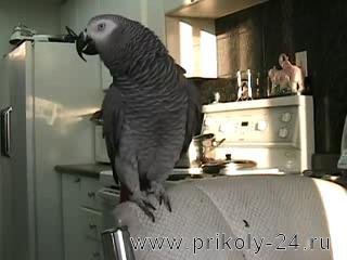 Beatboxing parrot