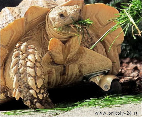Черепах с протезом (5 фото)