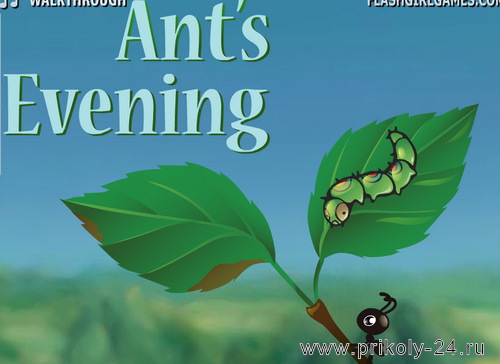 Ant's evening