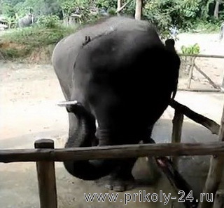 Слон играет на губной гармошке