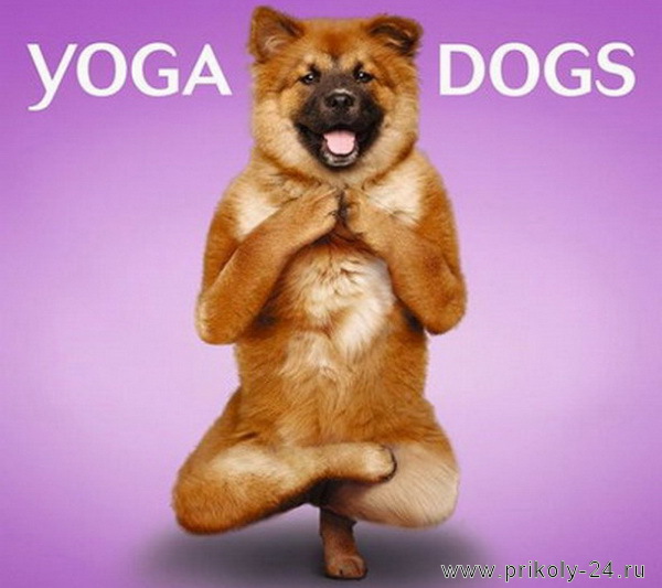 Йога для собак (27 фото)