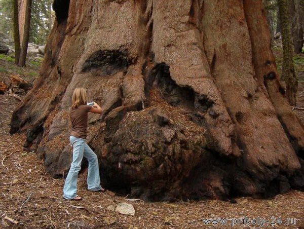 Самое большое дерево в мире (5 фото)