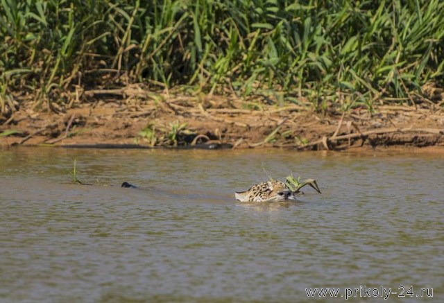 Ягуар напал на крокодила (10 фото)