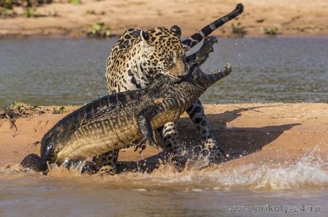 Ягуар напал на крокодила (10 фото)
