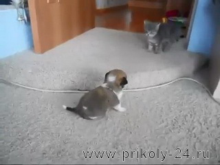 Щенок злится на котёнка