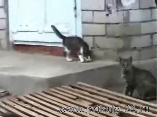 Кошки играют во дворе