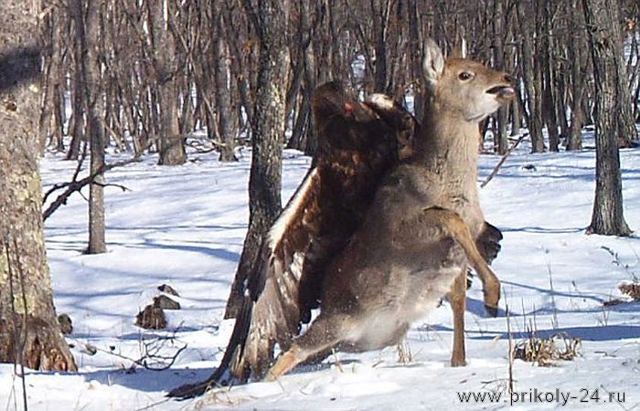 Беркут охотится на оленя (8 фото)