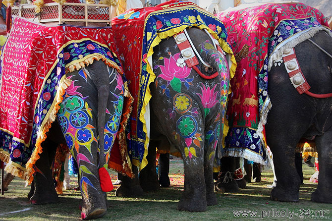 Фестиваль слонов (17 фото)