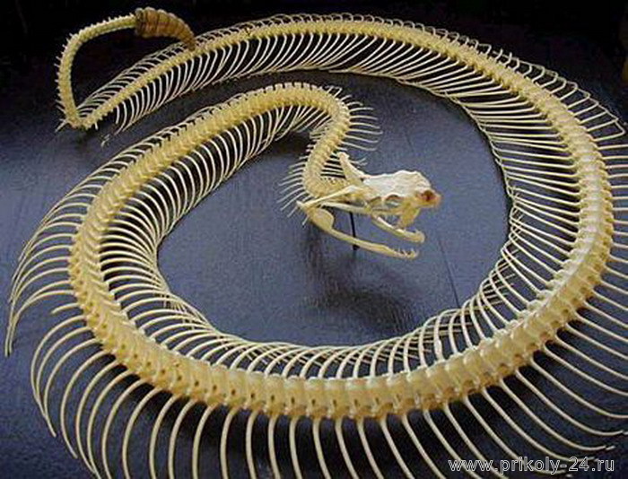 Змеиные скелеты