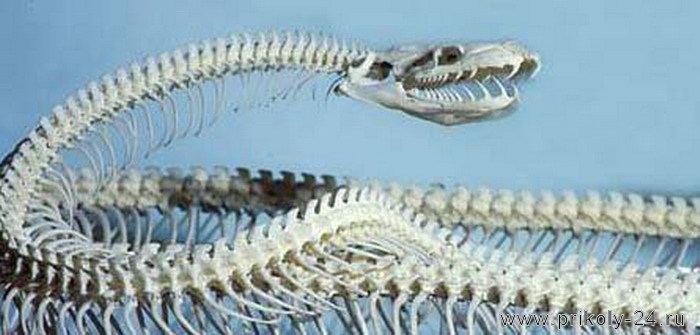 Змеиные скелеты