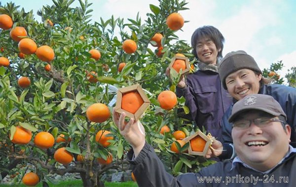 Пятиугольные апельсины (3 фото)