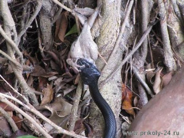 Змея против лягушки (28 фото)