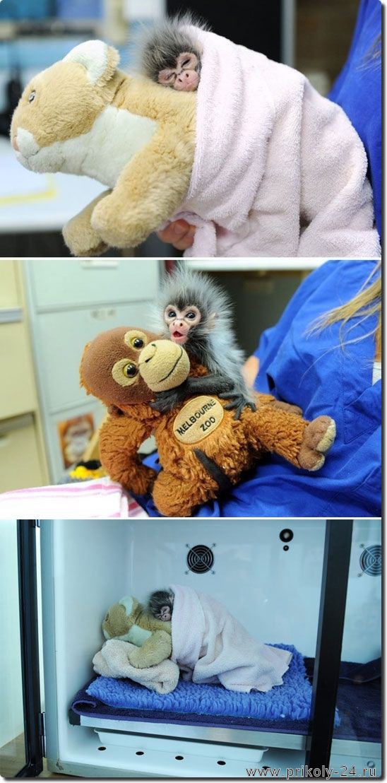 Прикольные фото обезьян. Новая подборка № 2. Смотрим фотографии обезьян.